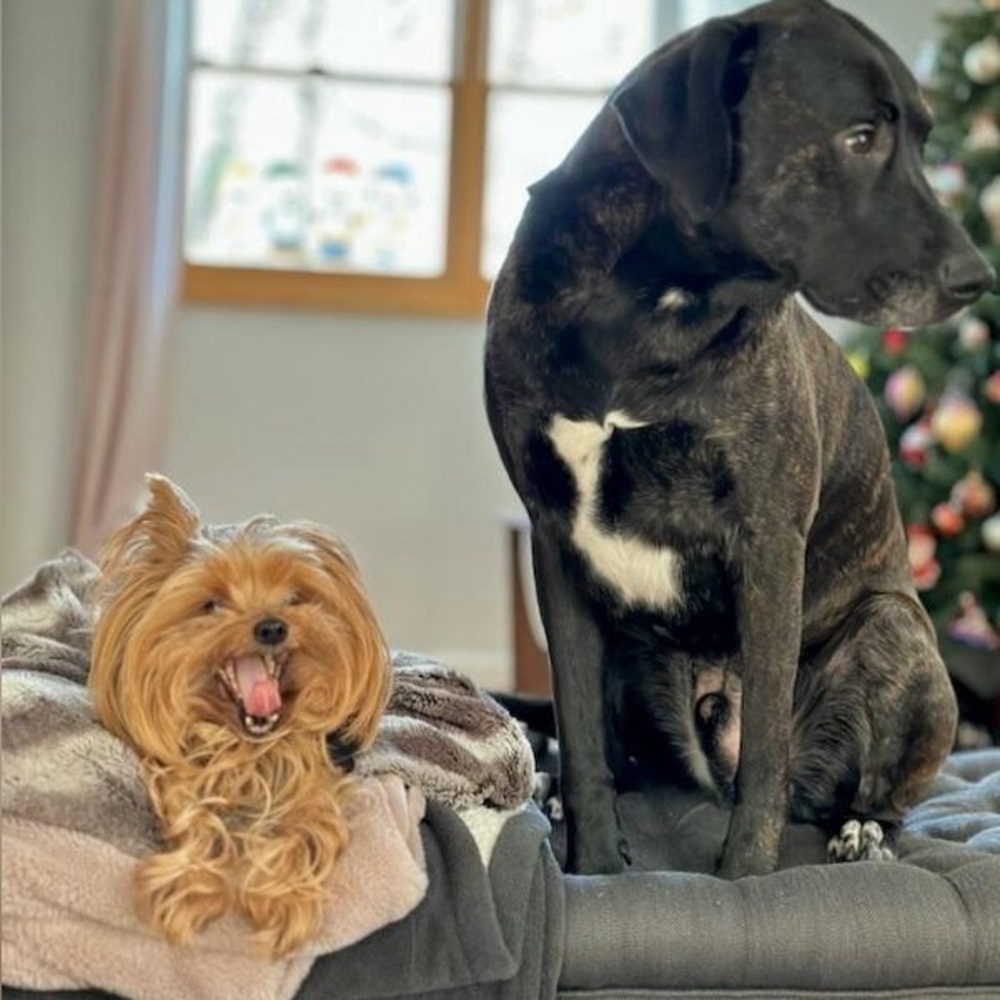 Meet your posher & Guinevere Yorkie! - Picture 5 of 16